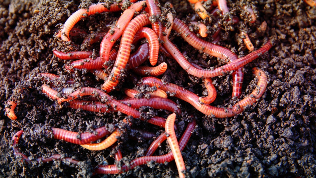 Чем питаются дождевые черви в домашних условиях - интересная информация о рационе червей
