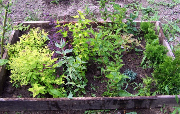 Как оборудовать школку (мини питомник) для выращивания растений