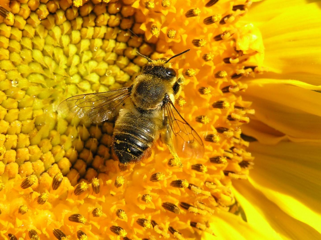 Интересности: 12 фактов о пчелах