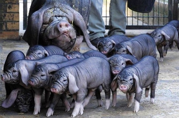 Китайские свиньи породы мэйшан