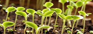 Удобрения и средства защиты растений