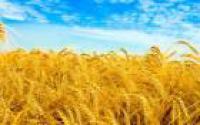 Куплю пшеницу,ячмень,овес,рожь,кукурузу,горох по Луганской обл.