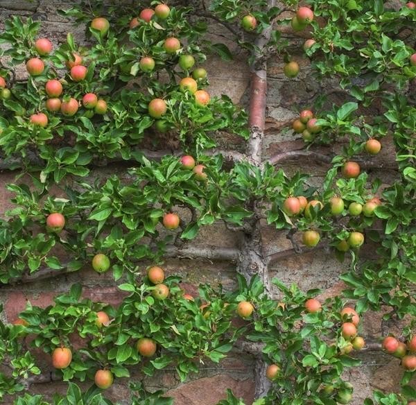 Выращиваем плодовый сад… на стене