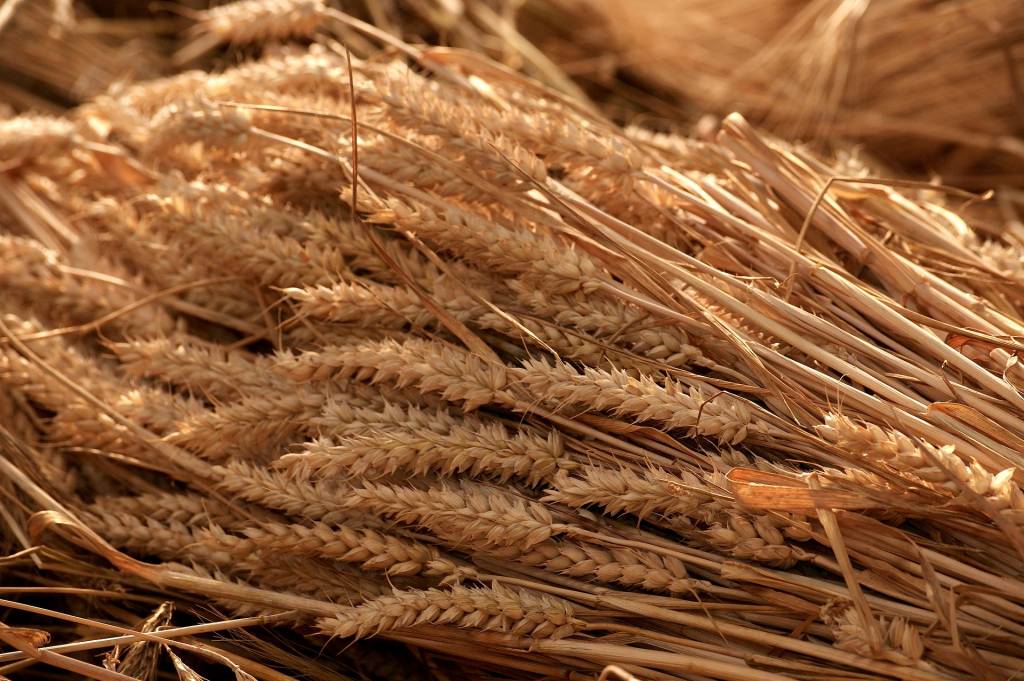 Новий світовий рекорд врожайності пшениці: понад 17 тонн з гектара