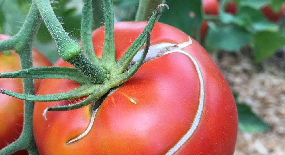 Причины растрескивания томатов