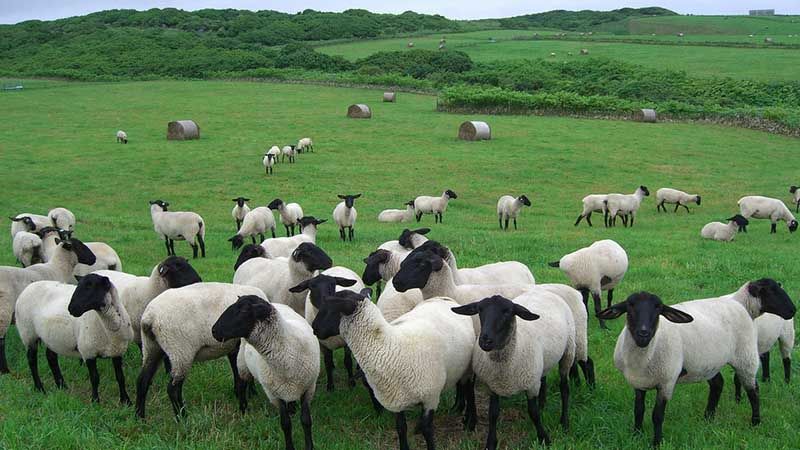 Породи напівтонкорунних овець