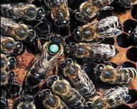 Пчеломатки-Бджоломатки