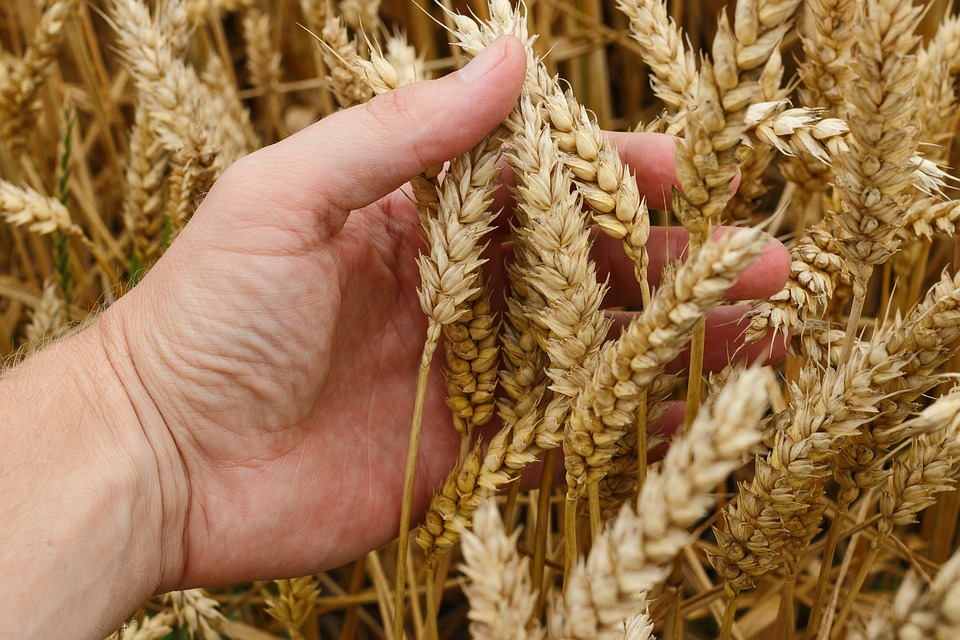 Урожай зерновых достиг рекордных 66 млн тонн