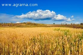 Организация покупает пшеницу сортовую и фуражную