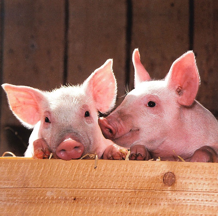 Украина увеличила экспорт живых свиней 