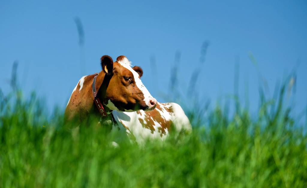 Больше всего коров на сельхозпредприятиях – в Полтавской области
