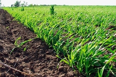 В Украине посев ранних зерновых культур проведен на площади 2,3 млн. га
