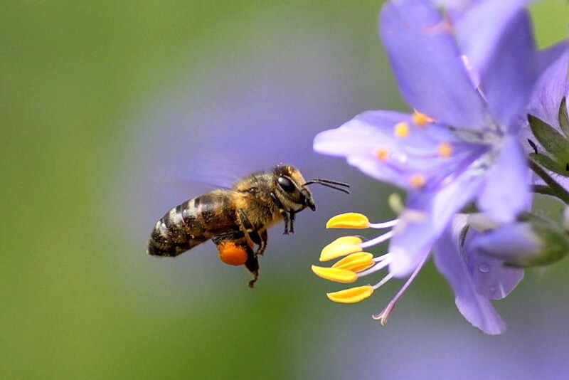 Медоносные пчелы (Вторая часть)