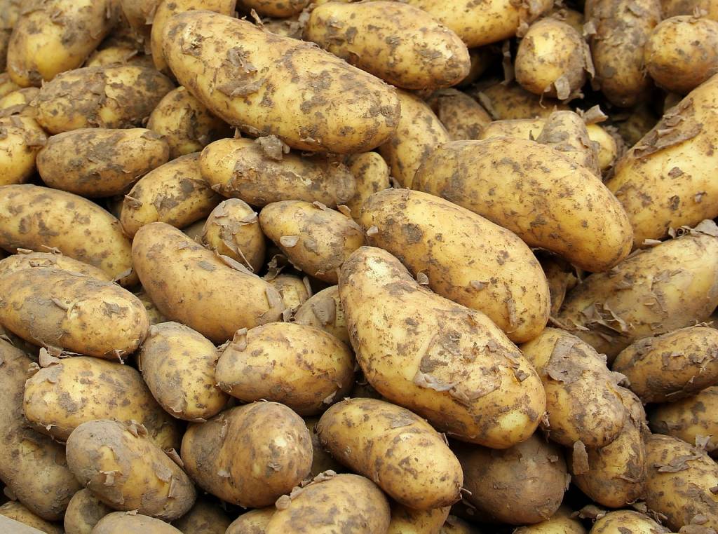 В Україні викопали понад 21 мільйон тонн картоплі