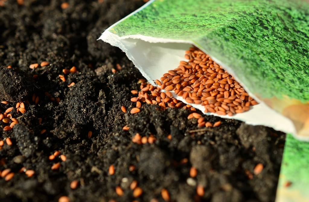 Понад 40 тисяч домогосподарств безкоштовно отримають насіння