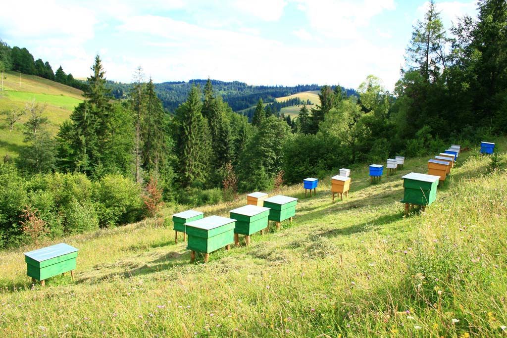 Карпатская порода пчел, её типы и характеристики