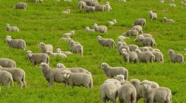Приднепровская мясная порода овец