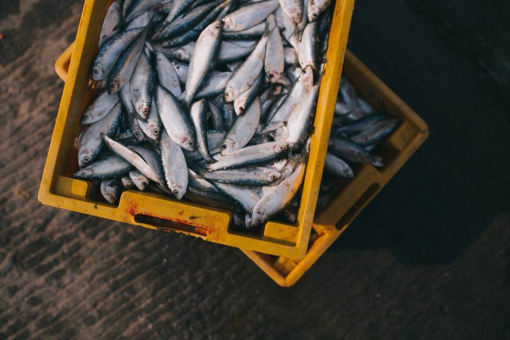 Найбільше морепродуктів в Україну імпортують з Норвегії