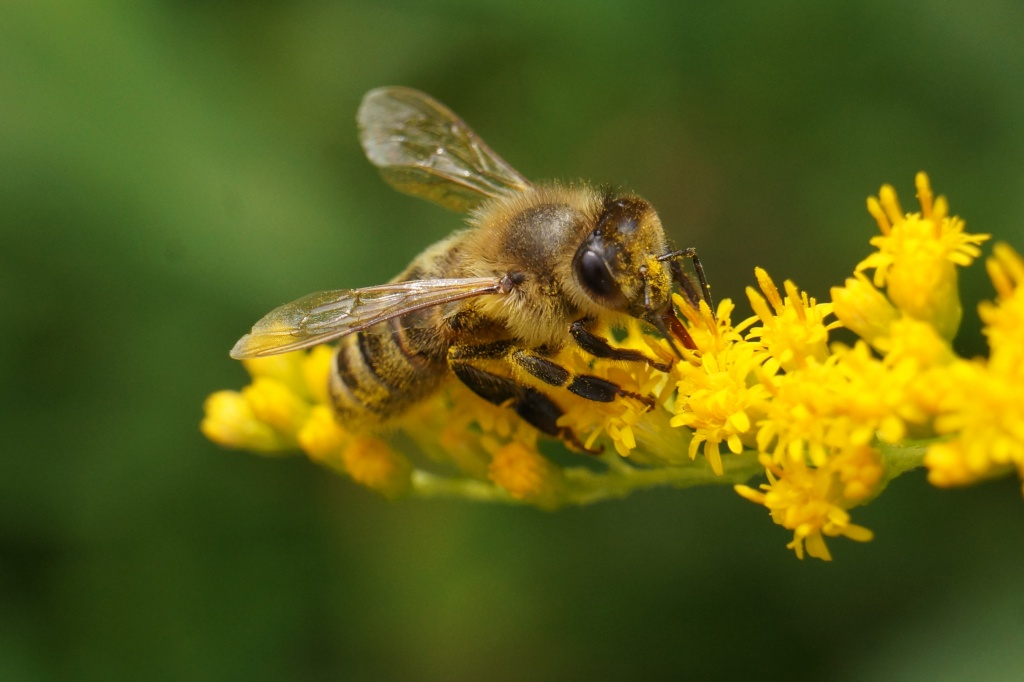 Медоносные пчелы (Третья часть)