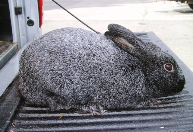 Полтавский серебристый кролик