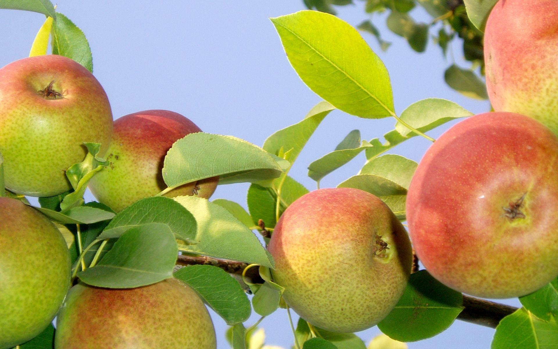В Атырауской области на солончаках вырастили яблоневый сад