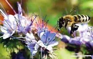 Пасічна економіка та складна продукція бджільництва. Частина 3