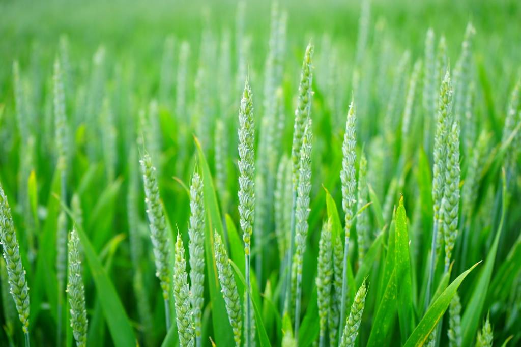 Зерновые прогнозы: недобор озимых и рекорд по кукурузе