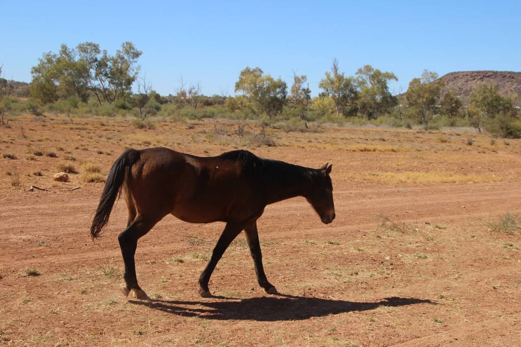 В Австралии отстреляют 15 тысяч инвазивных лошадей