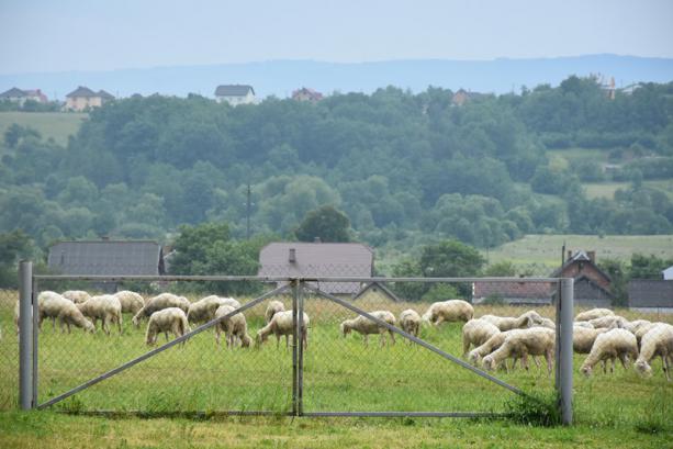 В Львовской области открыли новую овцеферму европейского уровня