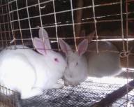 Продам кролі, кролики скороспілої породи Термонська (бройлерний тип)