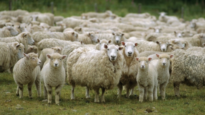 Разведение овец на приусадебном участке