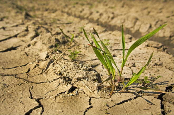 Засуха: очередное испытание для европейских фермеров