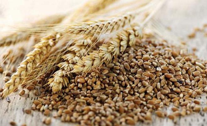 Как отличить рожь от пшеницы