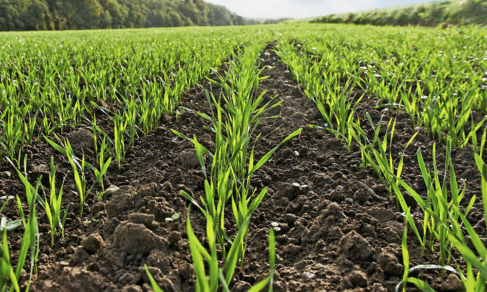 Европейский проект органического земледелия позволил фермерам увеличить прибыль в 6 раз
