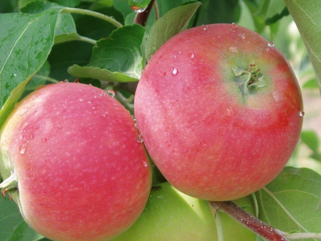 В Украине уже продают яблоки нового урожая