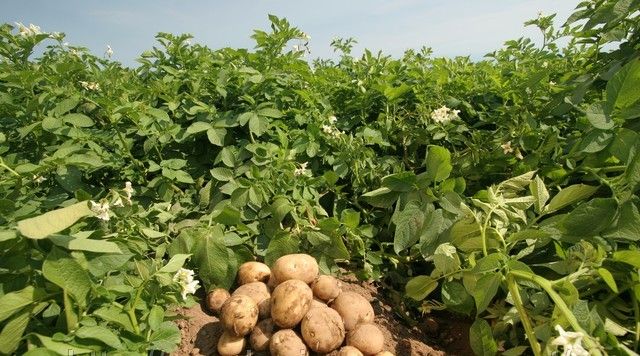 Благодаря USAID объемы урожая картофеля в Украине бьют рекорды
