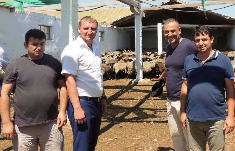 Турецкие предприниматели планируют купить в Украине 10 тысяч овец