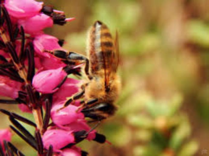 Искусственное опыление: современные технологии заменят пчел