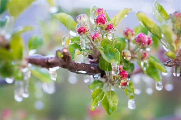 Что такое зимостойкость, морозоустойчивость и холодостойкость растений