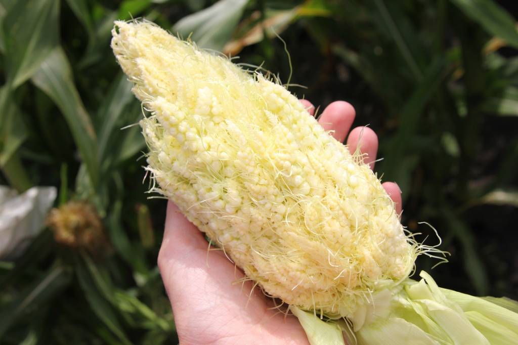 Необычная сверхсахарная кукуруза из Украины