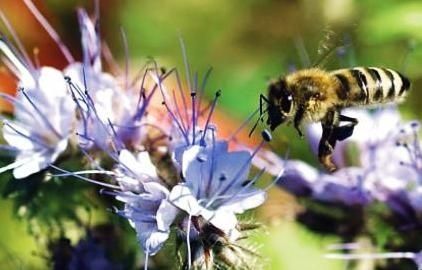 Пасечная экономика и сложная продукция пчеловодства. Часть 3
