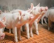 Продаж ферми в Житомирській області: свині, ВРХ, птахи і т.д.
