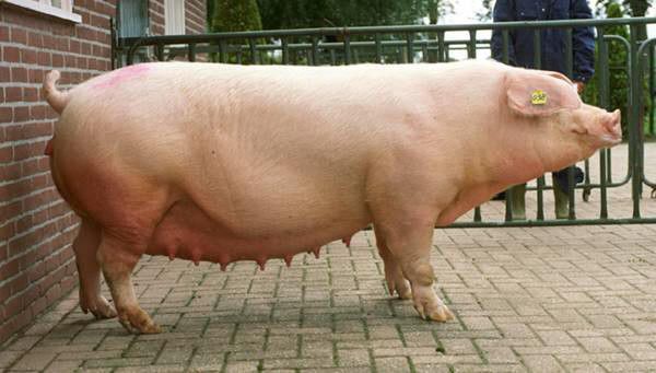 Ландрас - первая беконная порода свиней