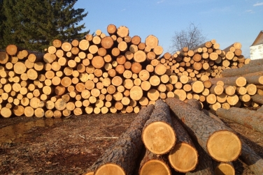 Украина должна урегулировать вопрос экспорта древесины