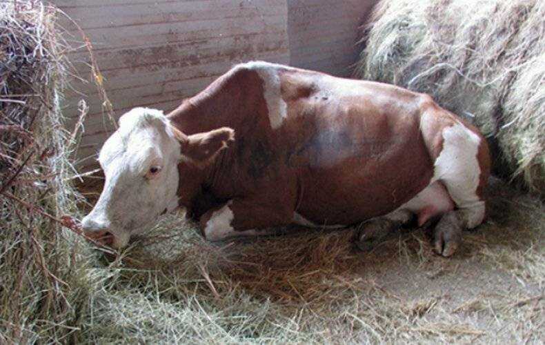 Устілаготоксикоз у корови