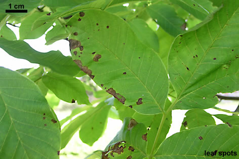 Листья грецкого ореха, пораженные бурой пятнистостью (марсонией), вызванной Marssonina juglandis