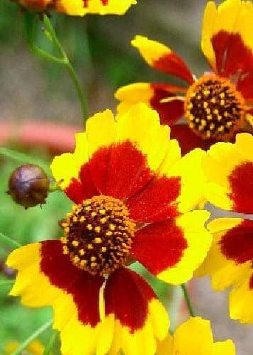 Coreopsis tinctoria Gold Star