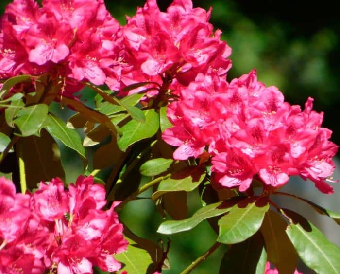 Rhododendron obtusum