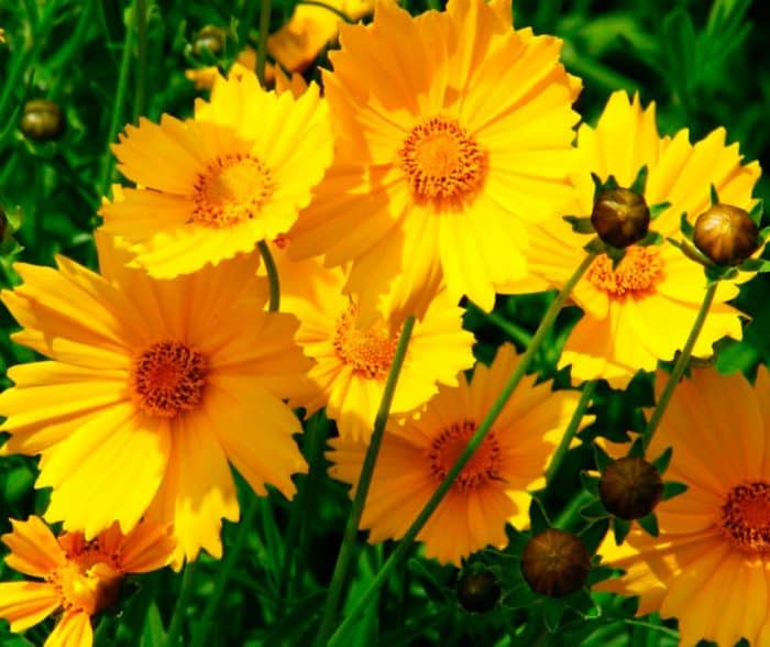 Coreopsis