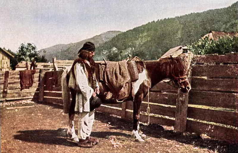 Гуцульская порода лошадей